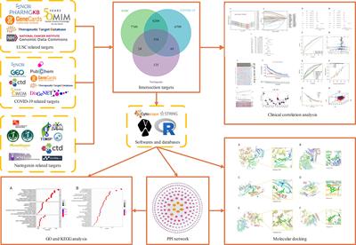 Network pharmacology and bioinformatics analysis identifies potential therapeutic targets of Naringenin against COVID-19/LUSC